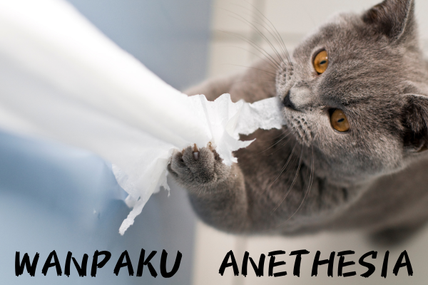 わんぱく　猫