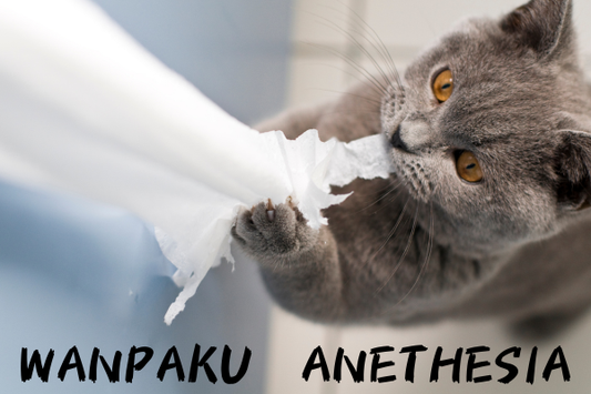 わんぱく　猫